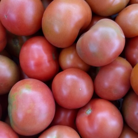 tomate orgánico