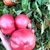 tomate rosado orgánico
