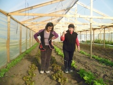 Verduras a domicilio, 7 razones para elegirnos