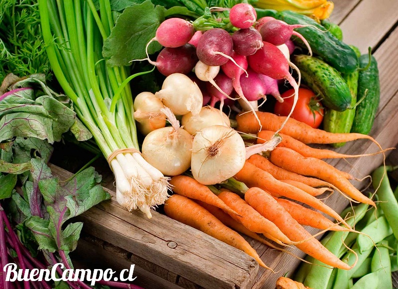 Verduras a domicilio en Las Condes, ayer y hoy