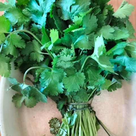 Cilantro