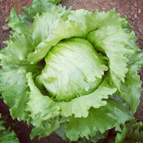 Lechuga escarola