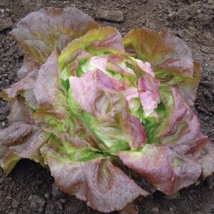 Lechuga española morada