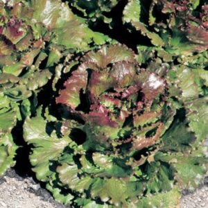 Lechuga francesa