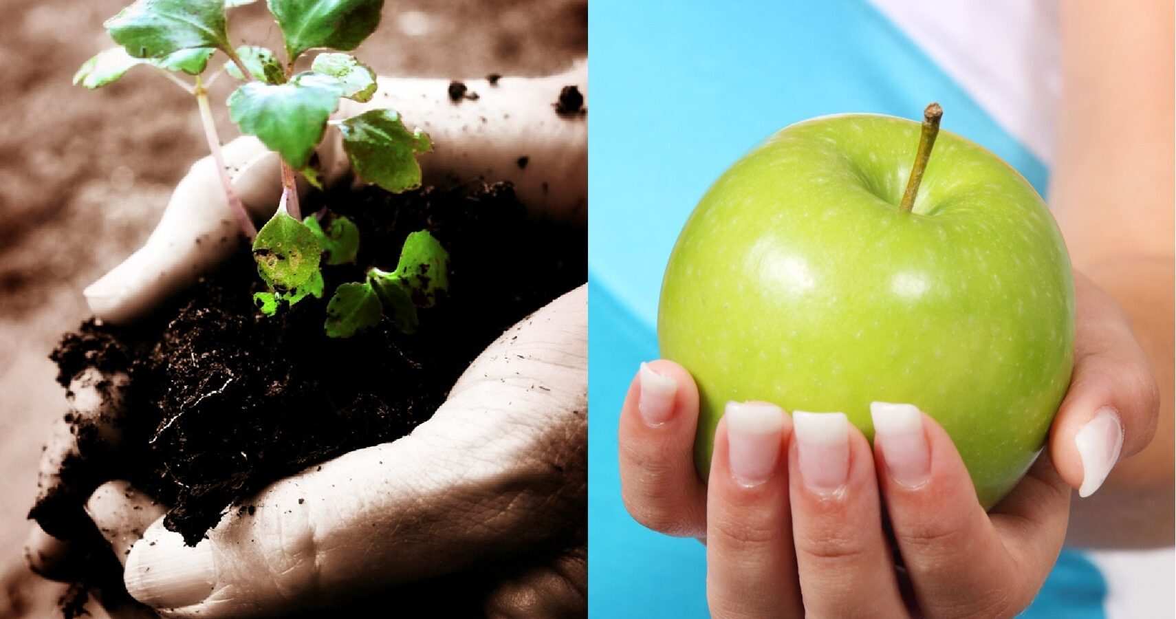 ¿Por qué orgánicas? Frutas y verduras a domicilio