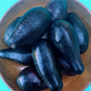 Palta negra de la cruz