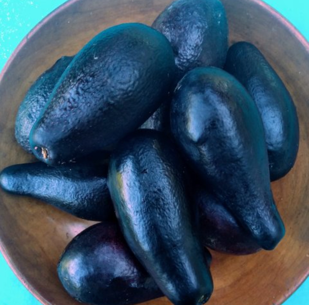 Palta negra de la cruz