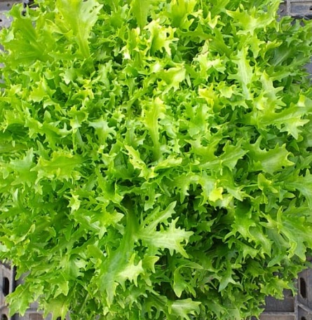 Achicoria