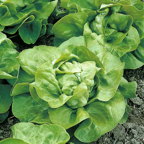 Lechuga española