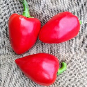 Pimiento morrón
