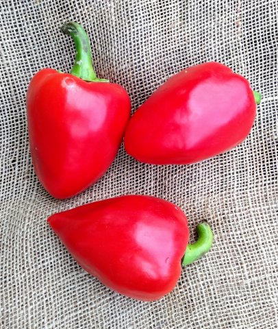 Pimiento morrón