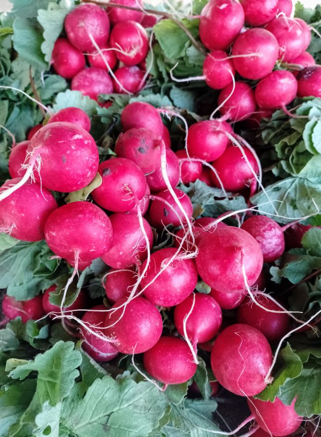 Rabanito coralito