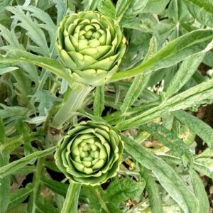 Alcachofa