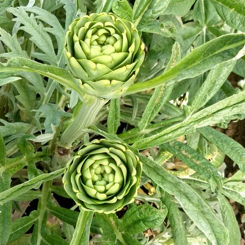 Alcachofa
