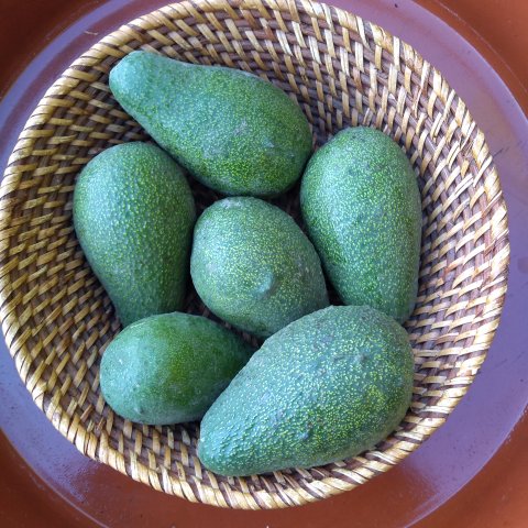 Palta california