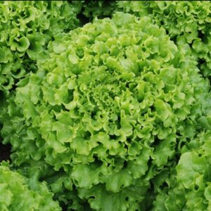 lechuga marina crespa