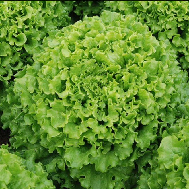 lechuga marina crespa