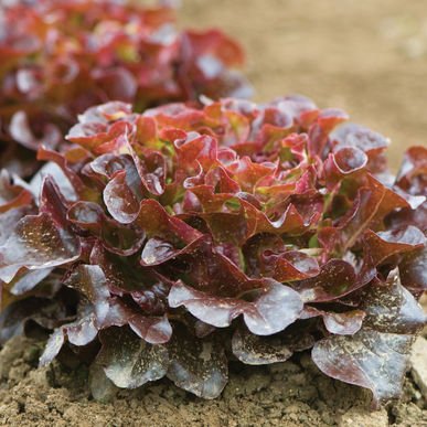 lechuga marina morada