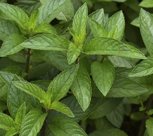 Menta fresca